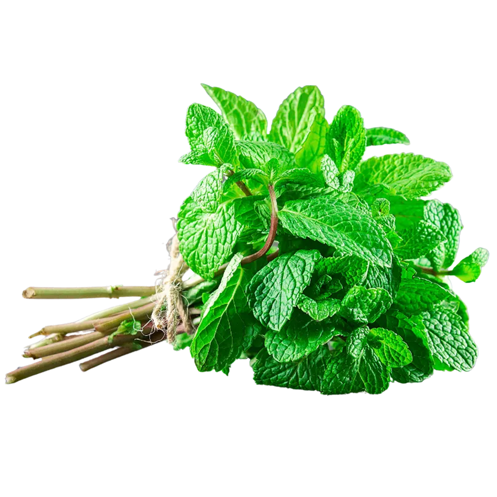 Menta svježa 1kg
