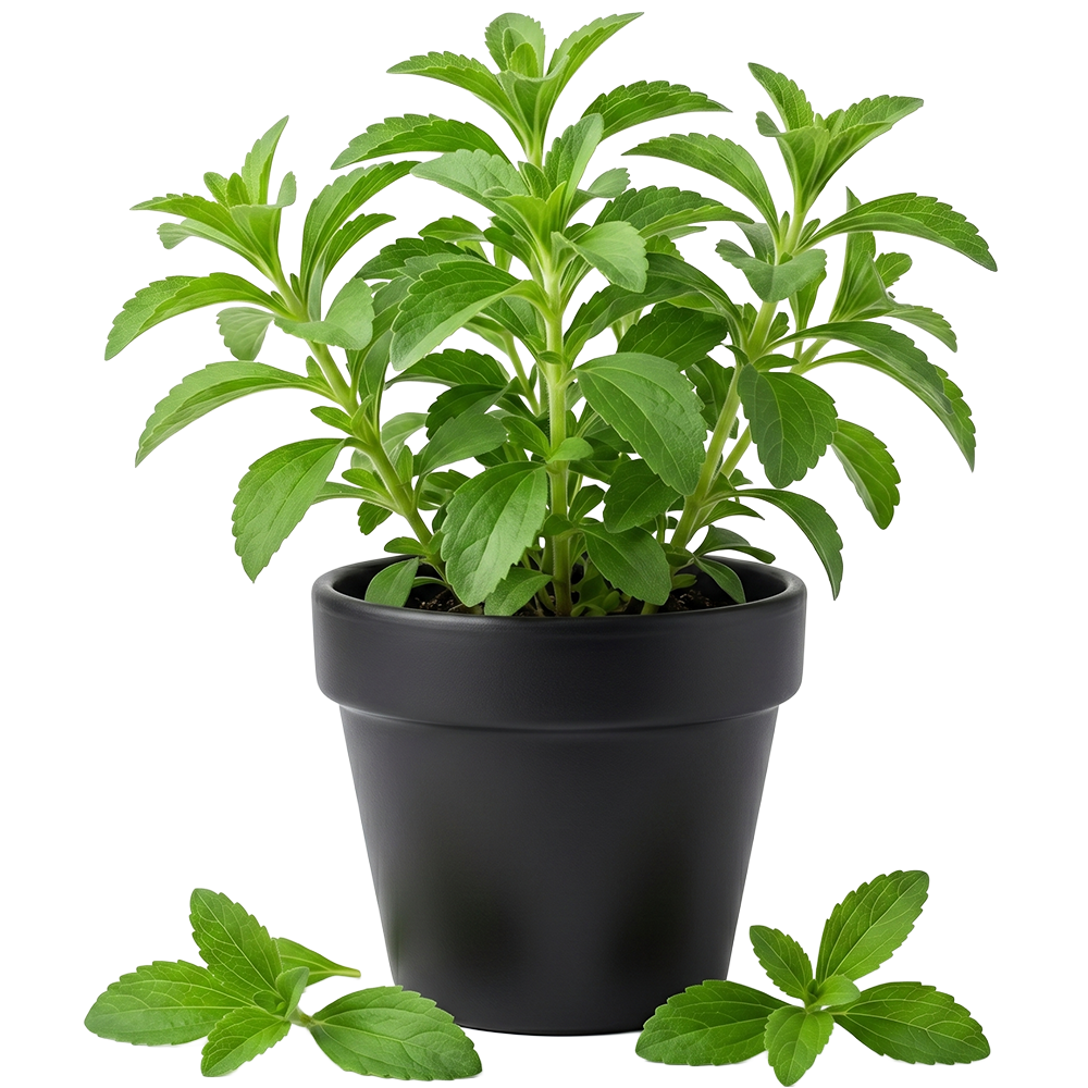 Stevia u teglici 1kom