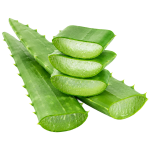 Aloe vera list_ExoticKing