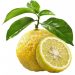 Bergamot_ExoticKing