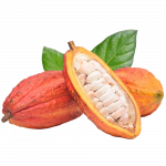 Cacao voće_ExoticKing