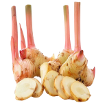 Galangal korijen_ExoticKing