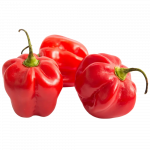 Habanero crveni_ExoticKing