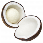 Kokos Tombong_ExoticKing