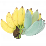 Plava banana_ExoticKing