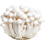 Gljive Shimeji bijele 150g_ExoticKing