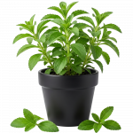 Stevia_ExoticKing