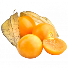 Physalis_ExoticKing