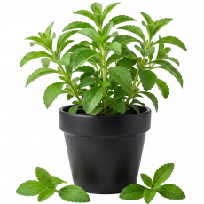 Stevia_ExoticKing