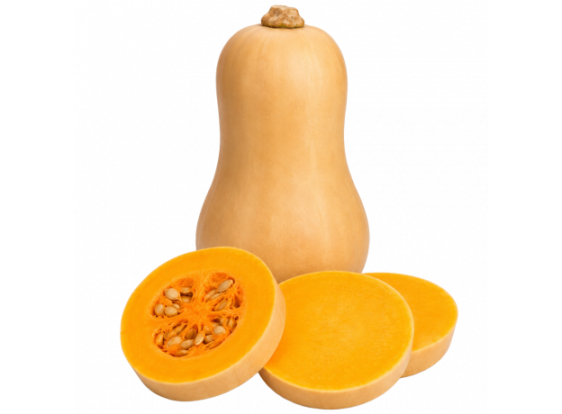 Butternut tikva_ExoticKing