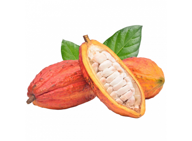 Cacao voće_ExoticKing