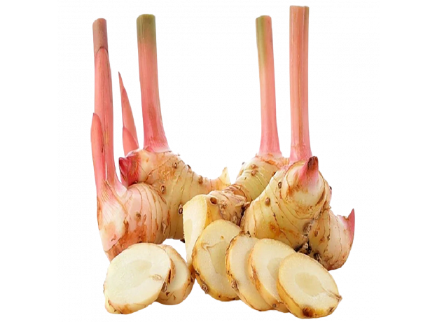 Galangal korijen_ExoticKing