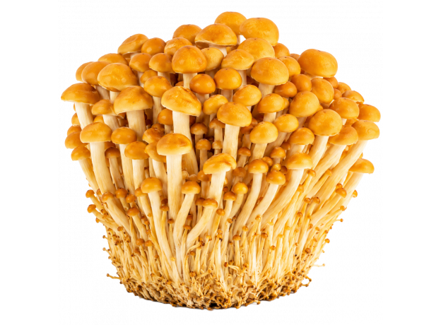 Gljive Enoki Golden_ExoticKing