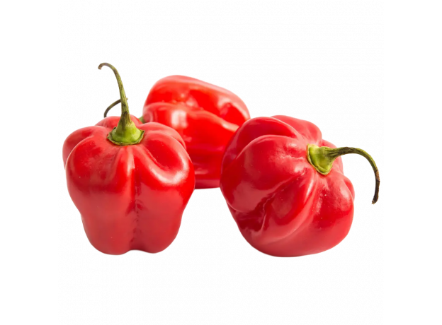 Habanero crveni_ExoticKing