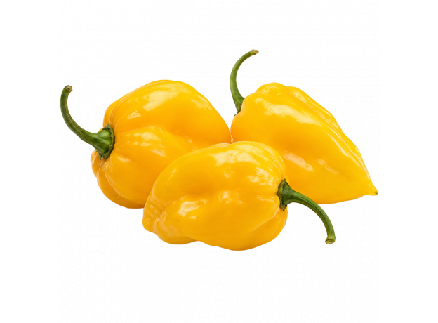 Habanero žuti_ExoticKing