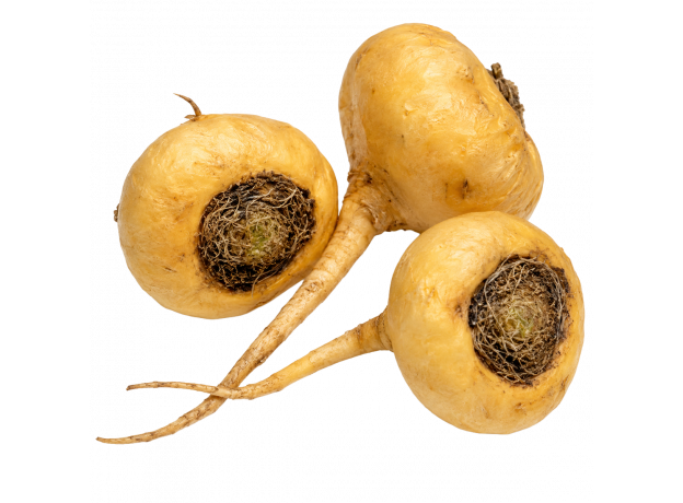 Maca Korijen_ExoticKing