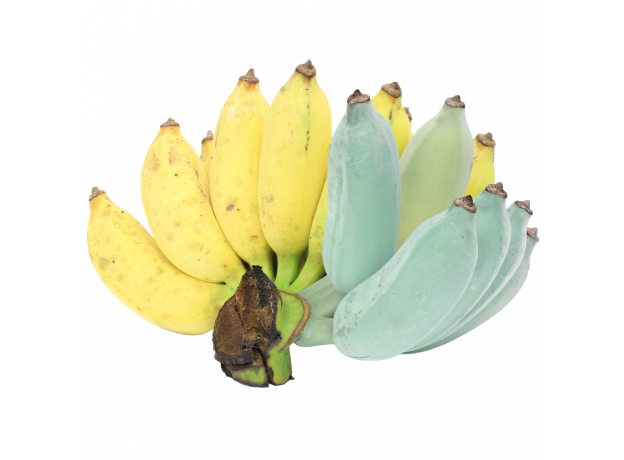 Plava banana_ExoticKing