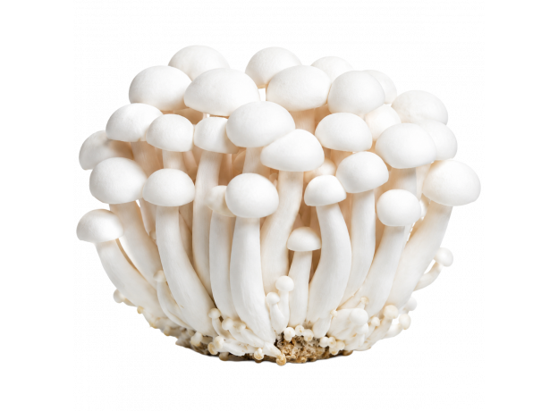 Gljive Shimeji bijele 150g_ExoticKing