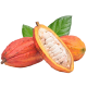 Cacao voće_ExoticKing