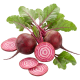 Cikla Chioggia_ExoticKing