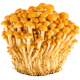 Gljive Enoki Golden_ExoticKing
