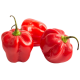 Habanero crveni_ExoticKing