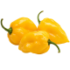Habanero žuti_ExoticKing