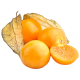 Physalis_ExoticKing