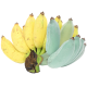 Plava banana_ExoticKing