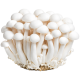 Gljive Shimeji bijele 150g_ExoticKing