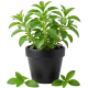 Stevia_ExoticKing